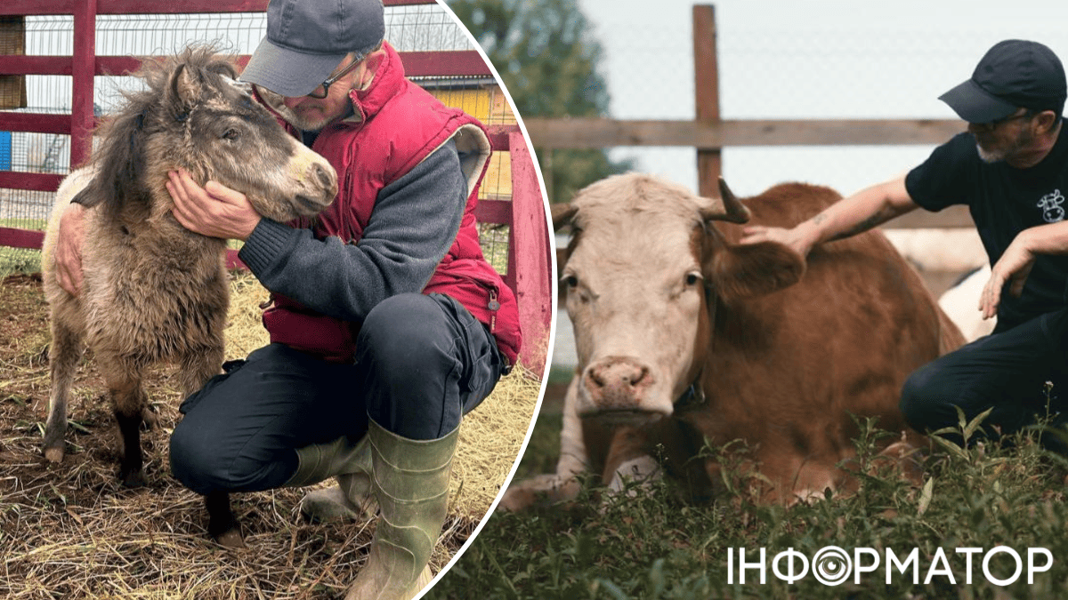 тварини притулок поні