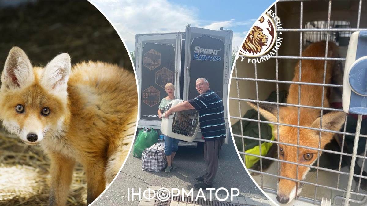 Лисенки Киев