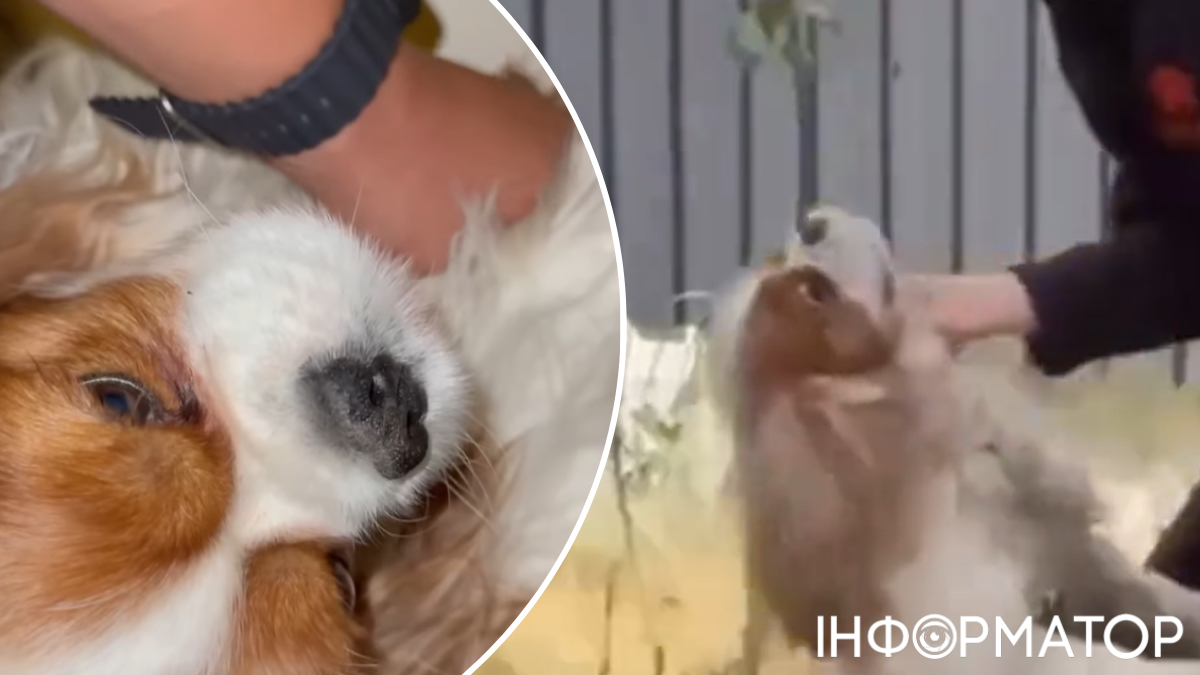 тварини собаки жорстоке поводження