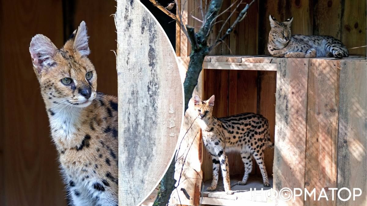 Київський зоопарк сервали вольєр