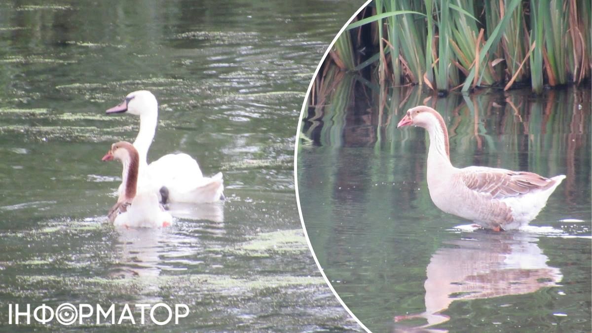 Птицы гуся лебедь Бортническая станция аэрации