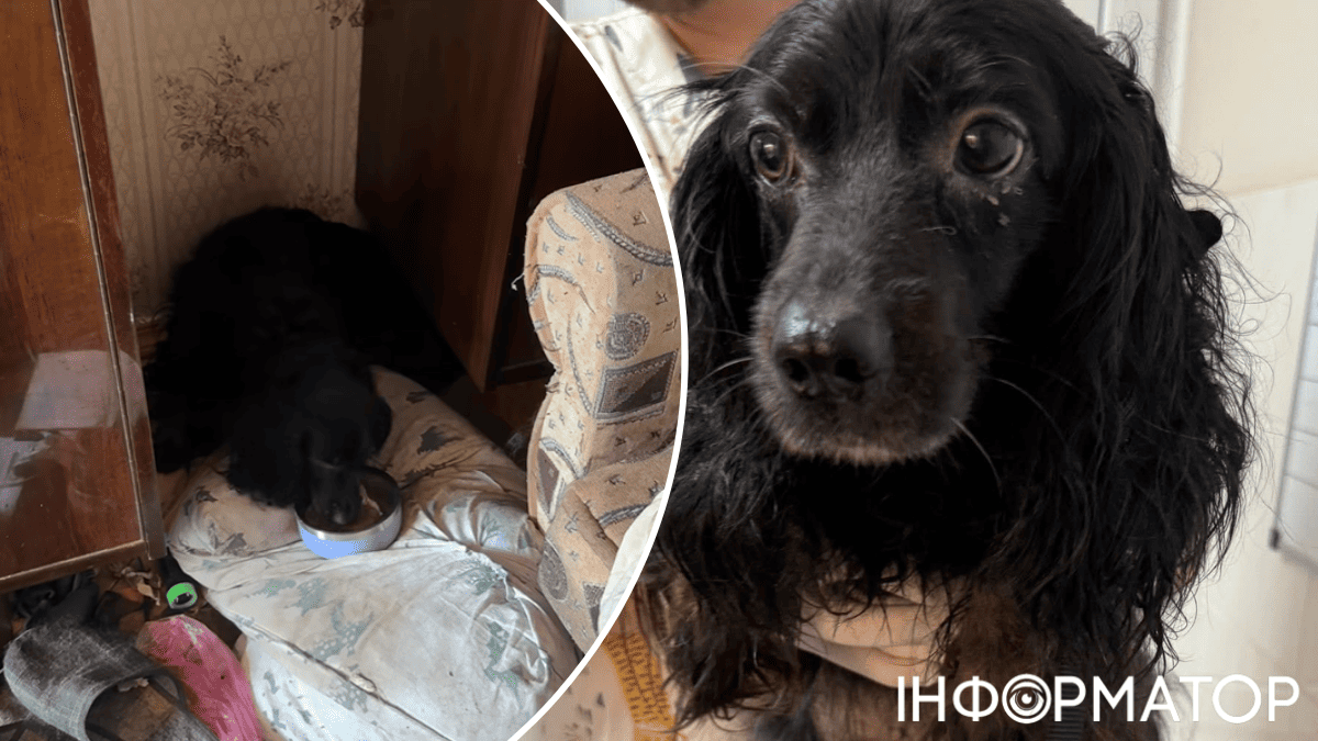 тварини собака порятунок зоволонтери