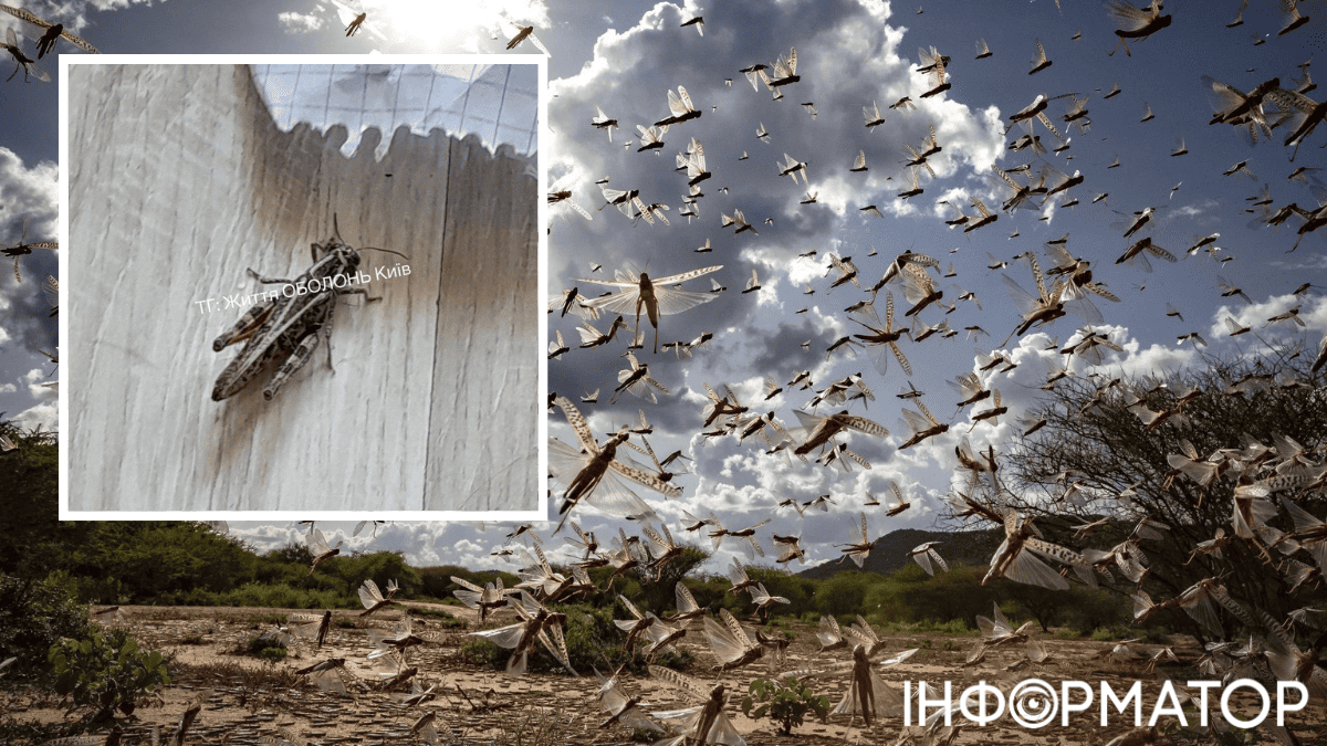 сарана комахи природа клімат