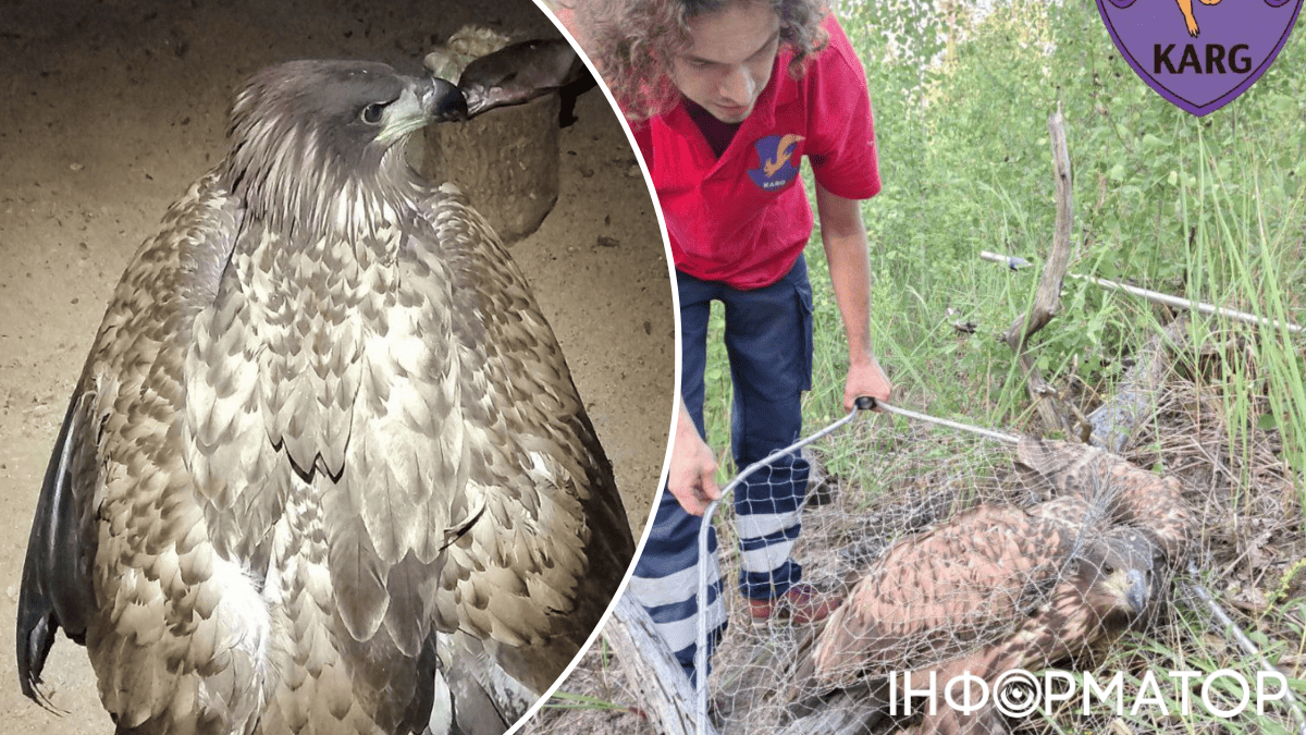 Київська область птах порятунок