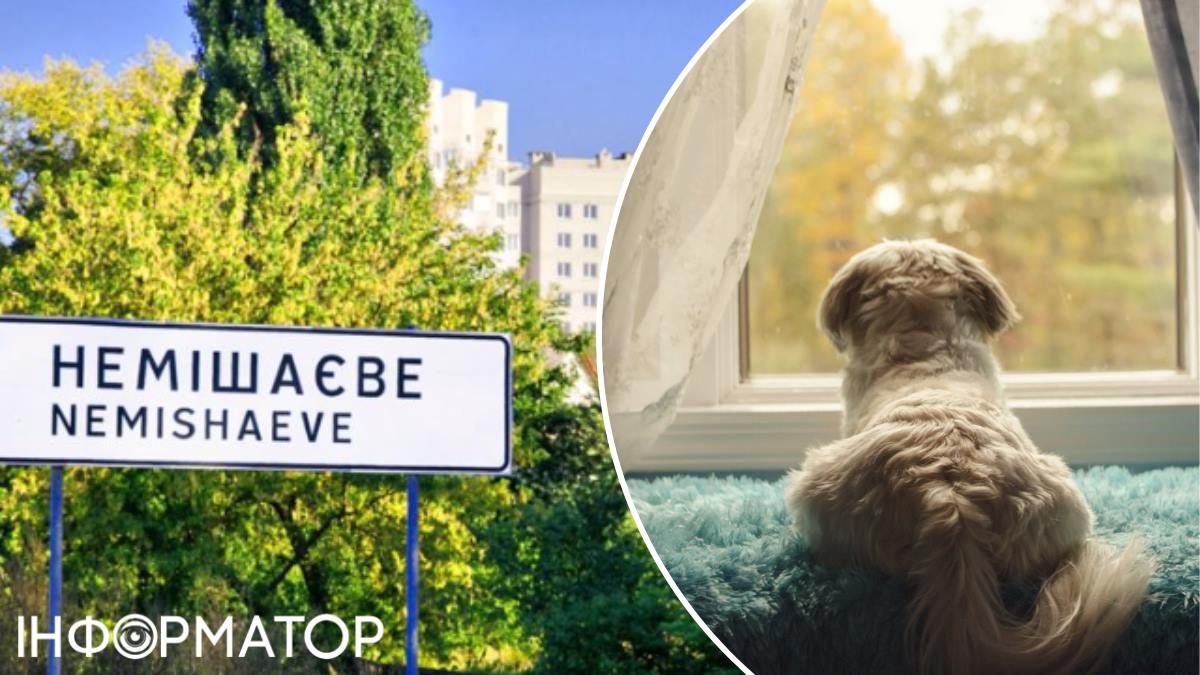 Собака вікно Немішаєве