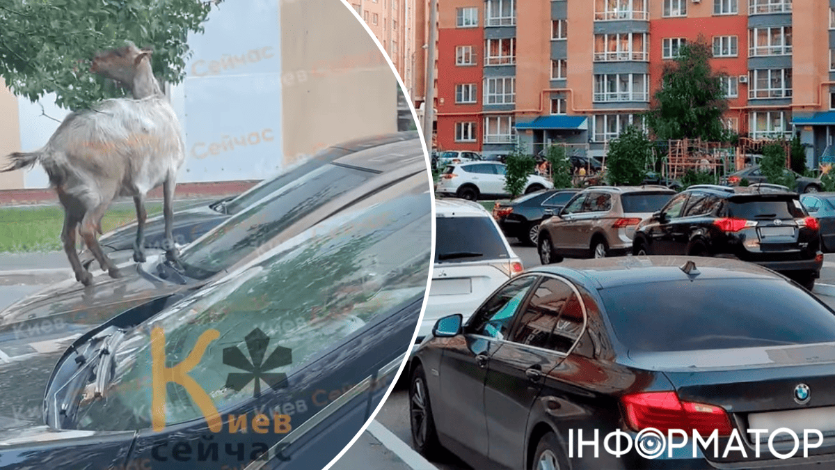 Позняки
