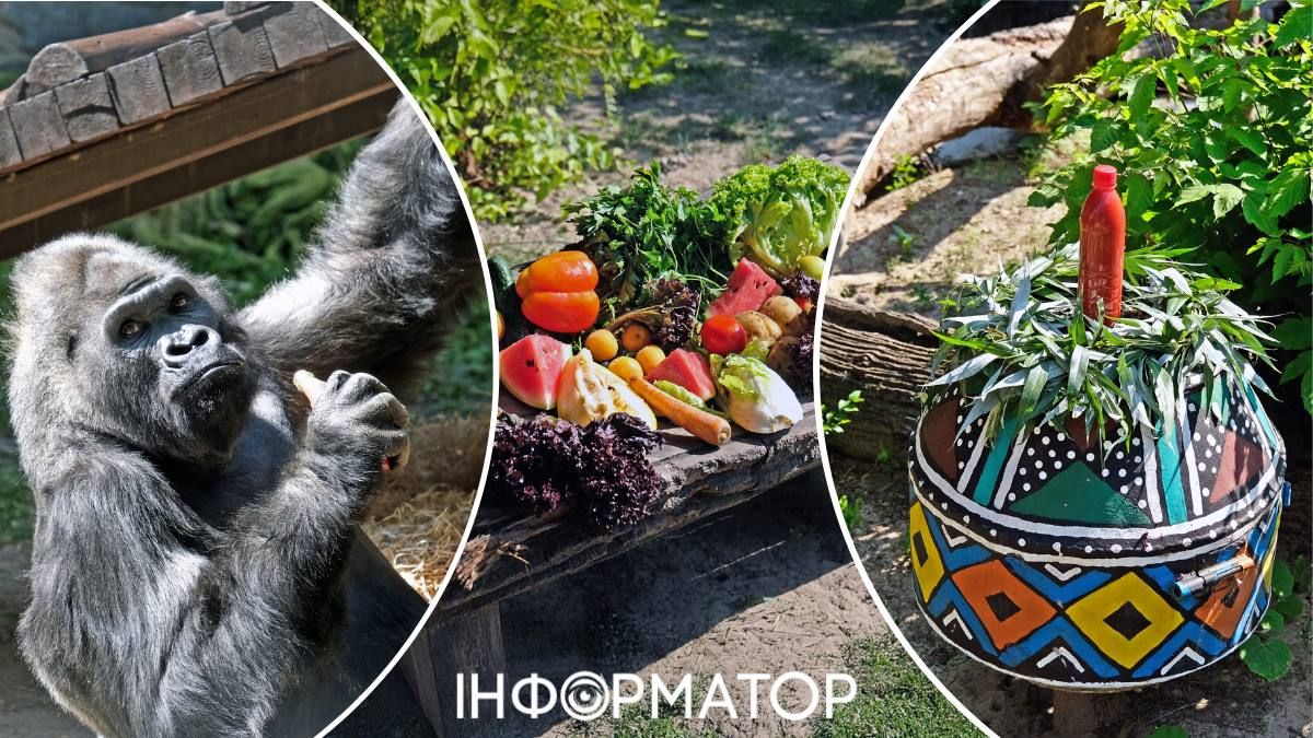 Зоопарк горила Тоні частування день народження