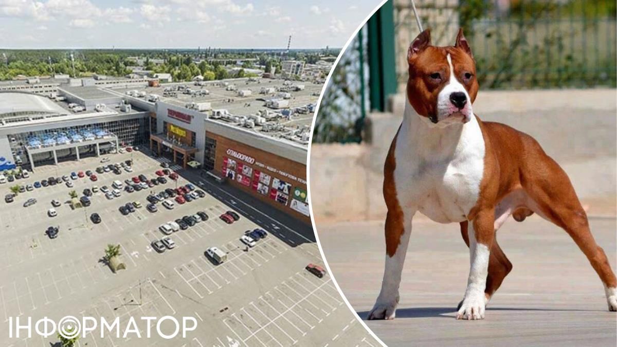 Собака амстаф ТРЦ Бровари