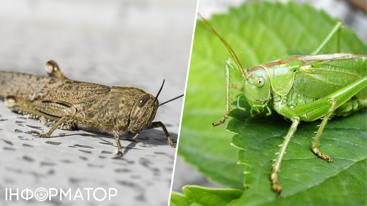 саранча нашествие насекомого