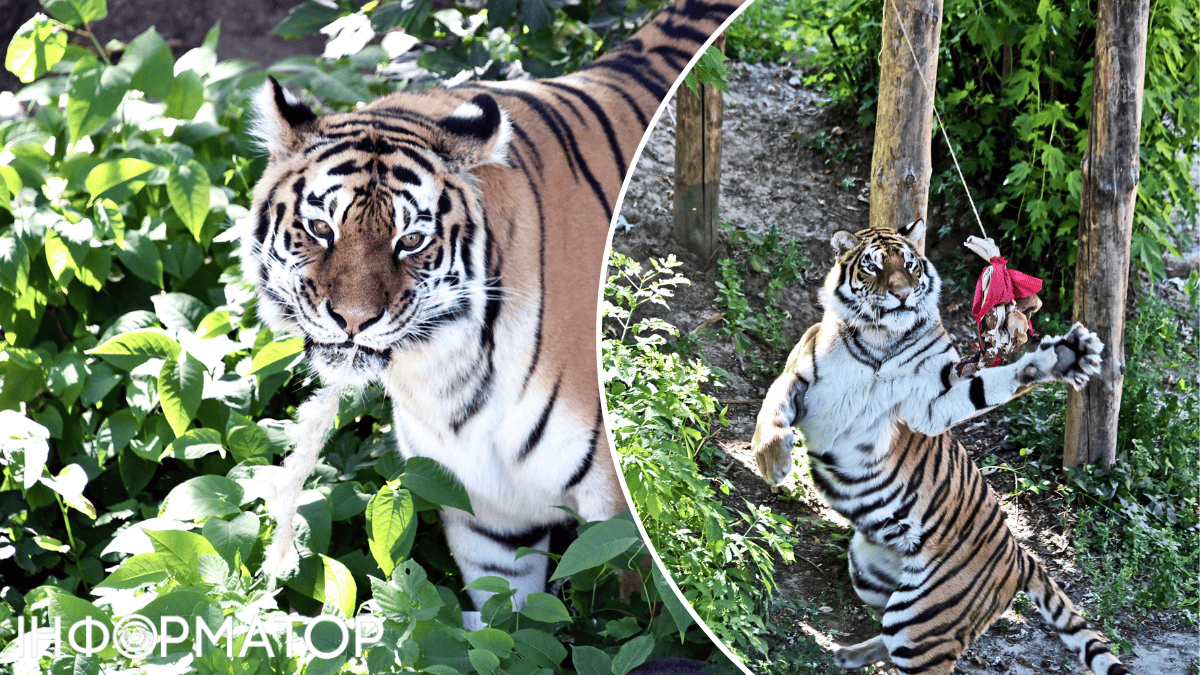Київський зоопарк тигри тварини