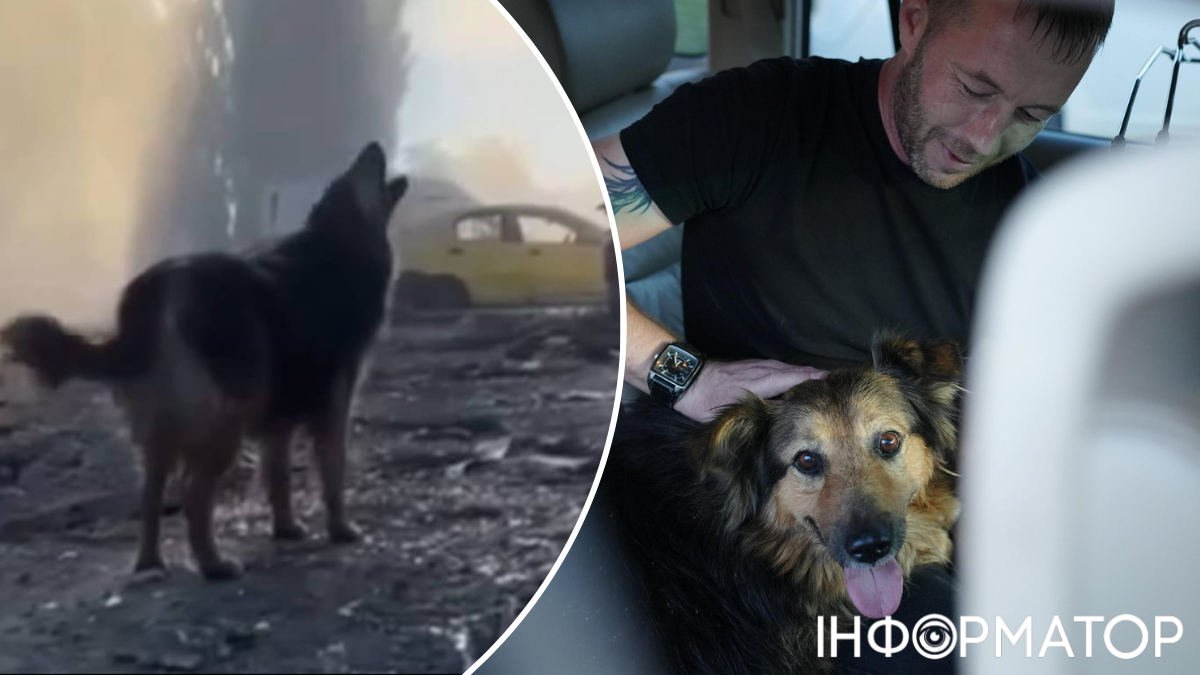 тварини собаки