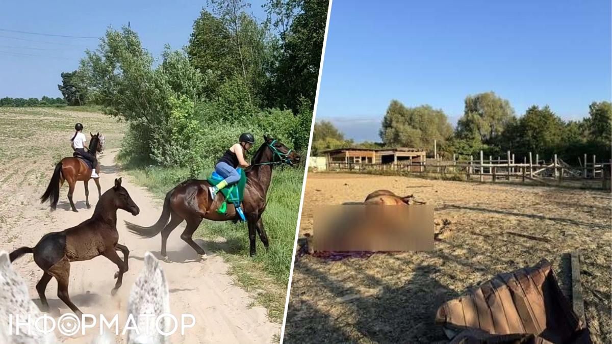 Коні загинули Київщина