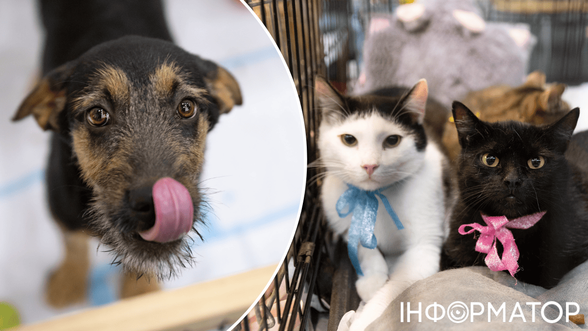 животные фестиваль адопции