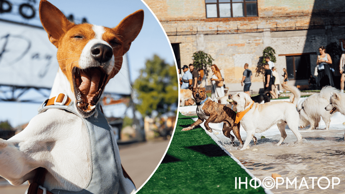 тварини собаки фестиваль