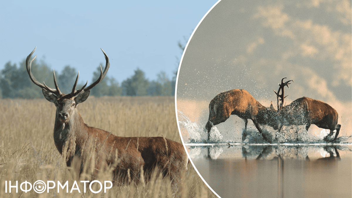 тварини дорога ДТП