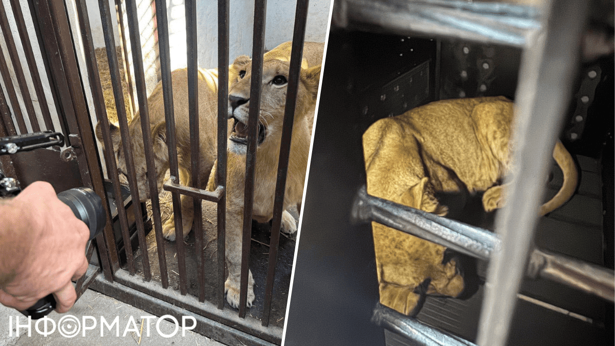 леви тварини хижаки подорож