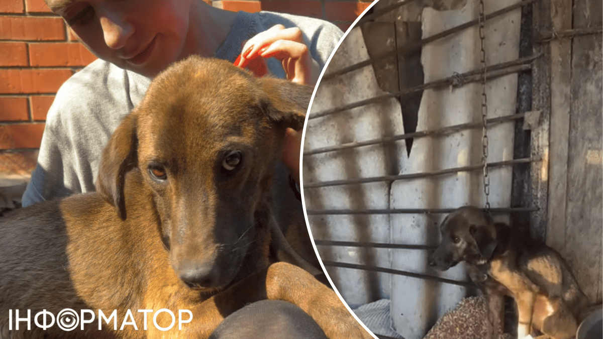 животные жестокость собака