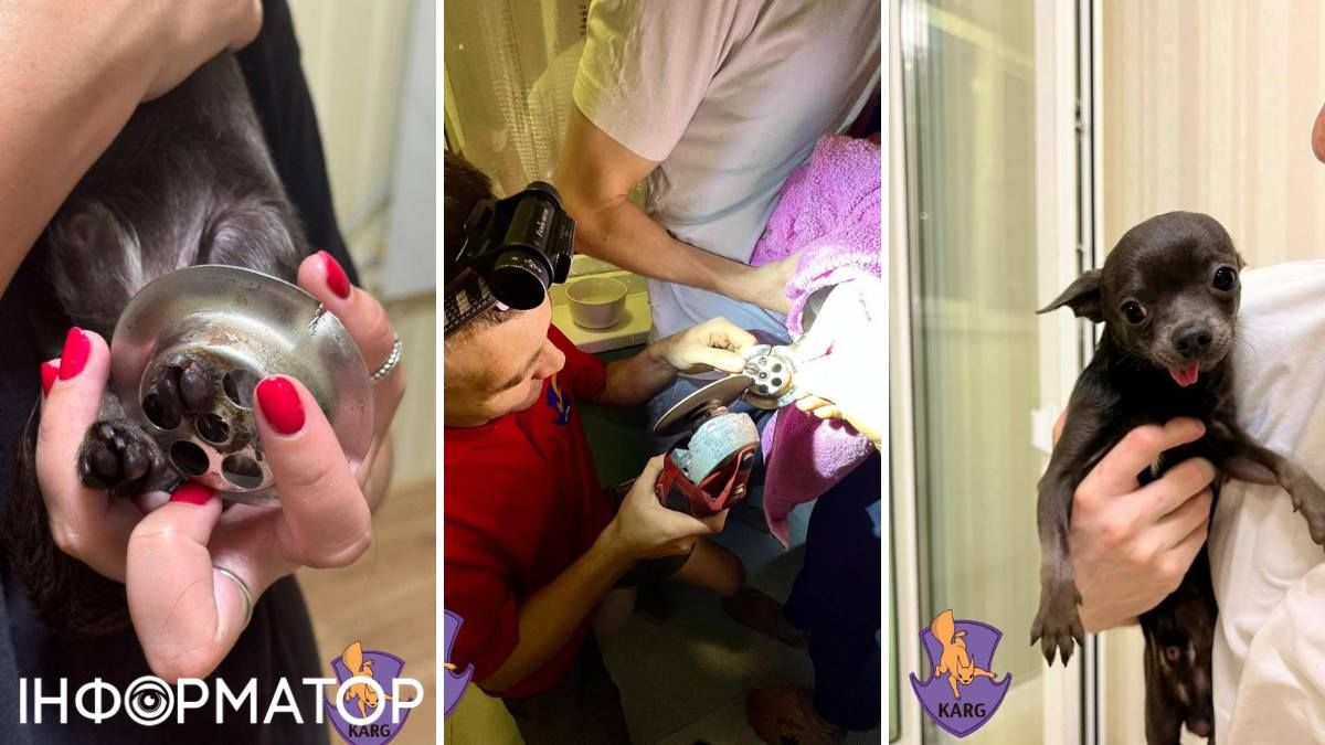 Чихуахуа застряг ванна лапка