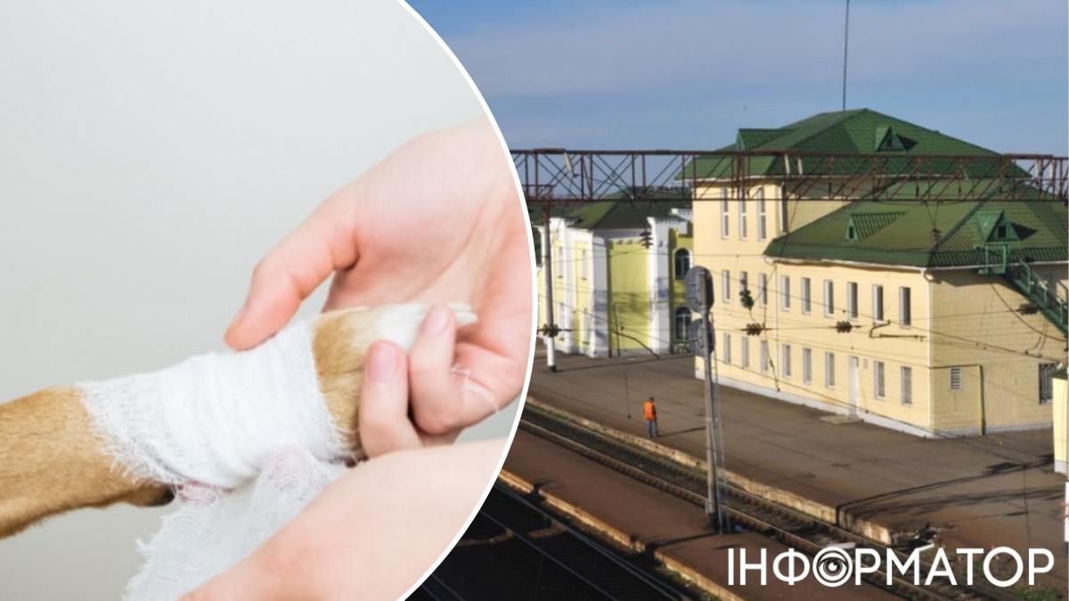 Собака поранена лапа Гребінки Київщина