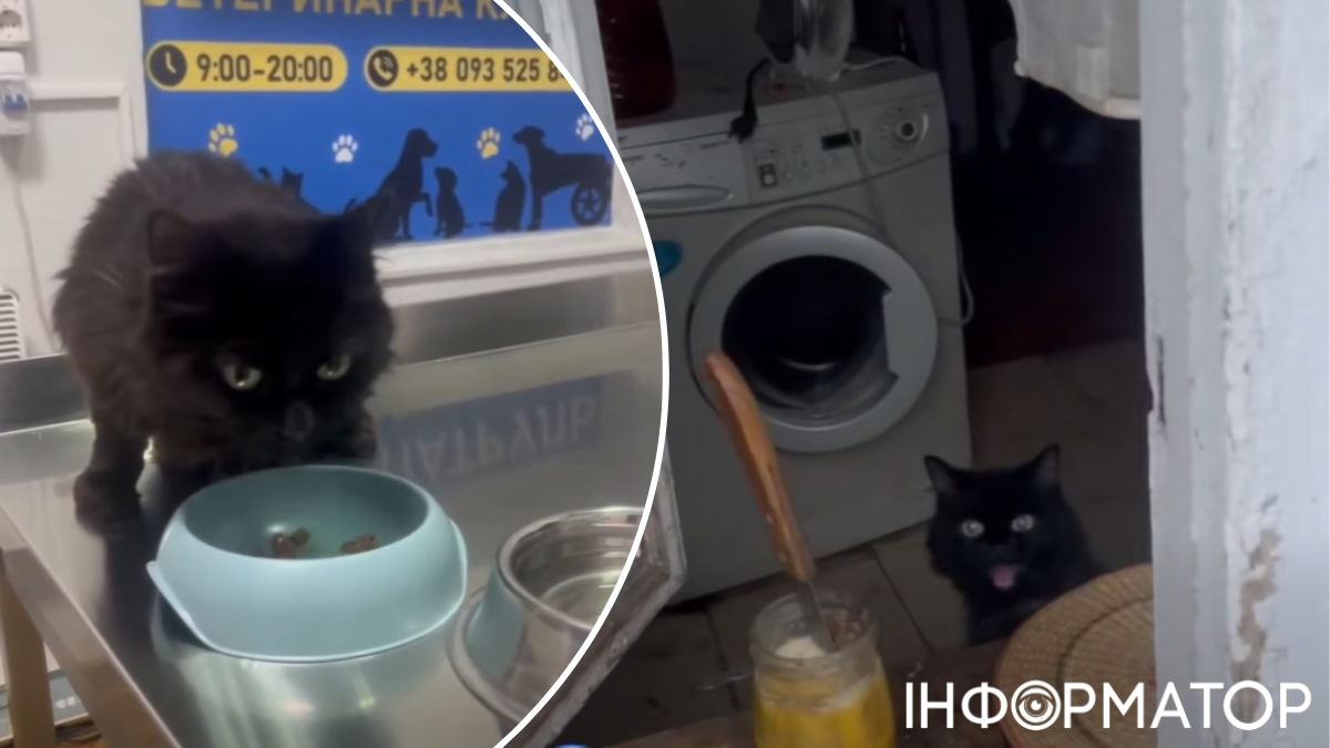коти