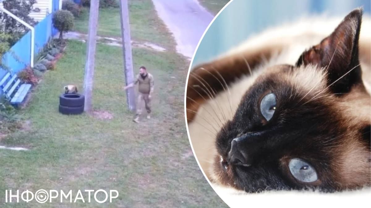 котики