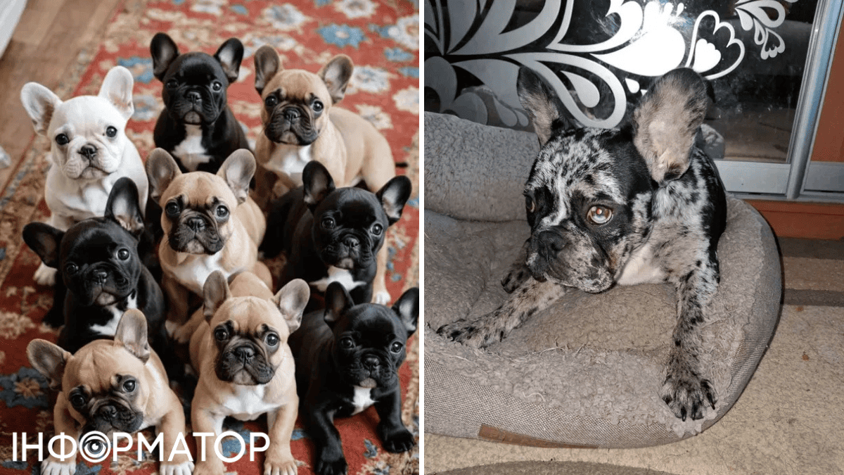 животные собаки продажа цена