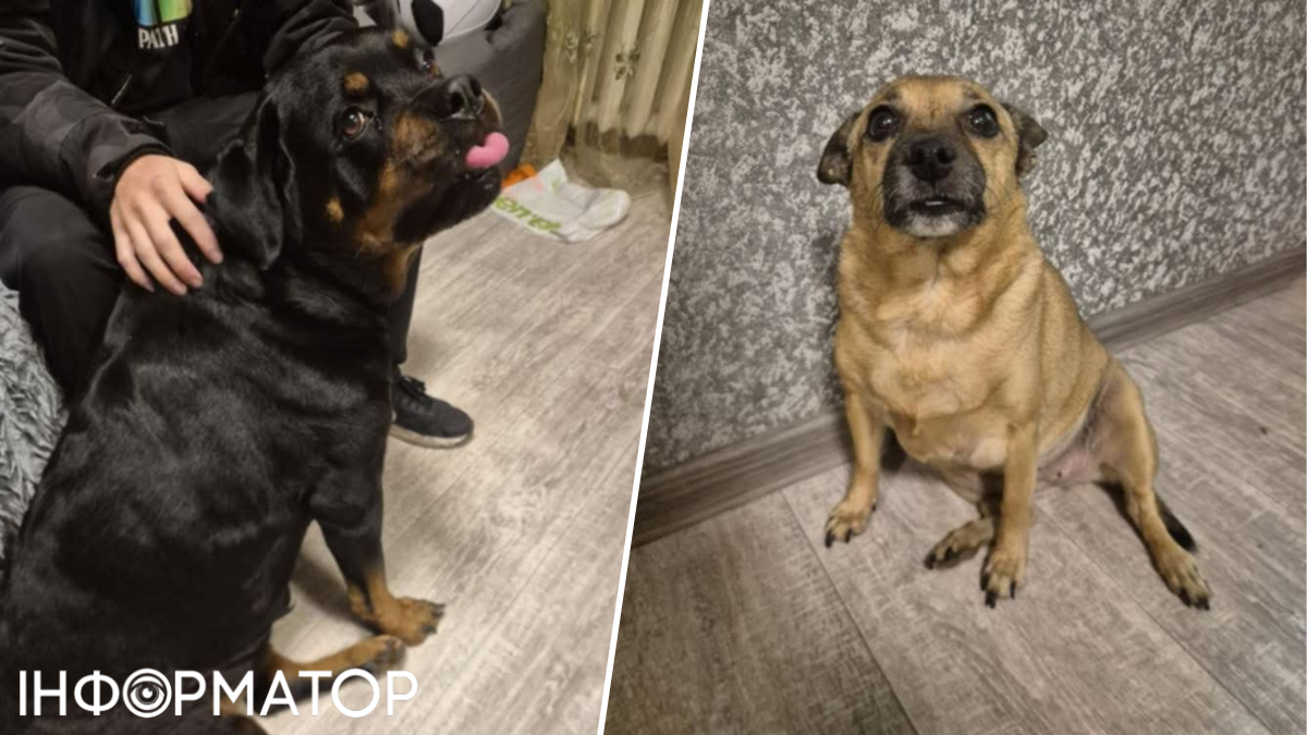 тварини собаки