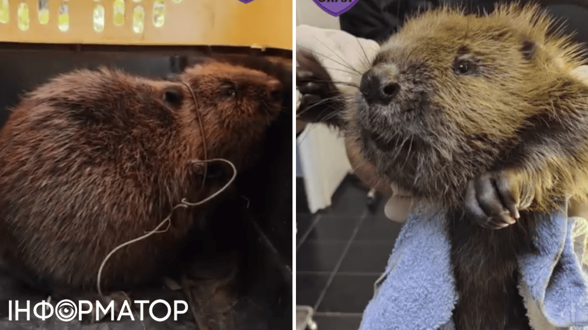 животные спасение бобер