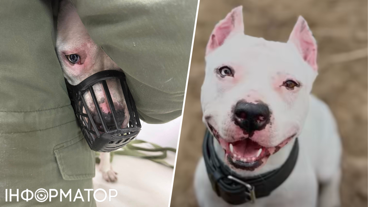 собака тварини порятунок