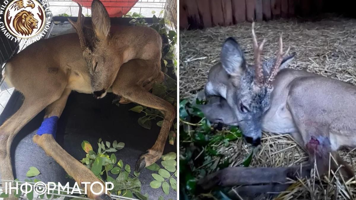 Косуля ДТП животное