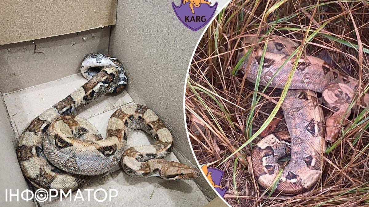 Питон Бровары