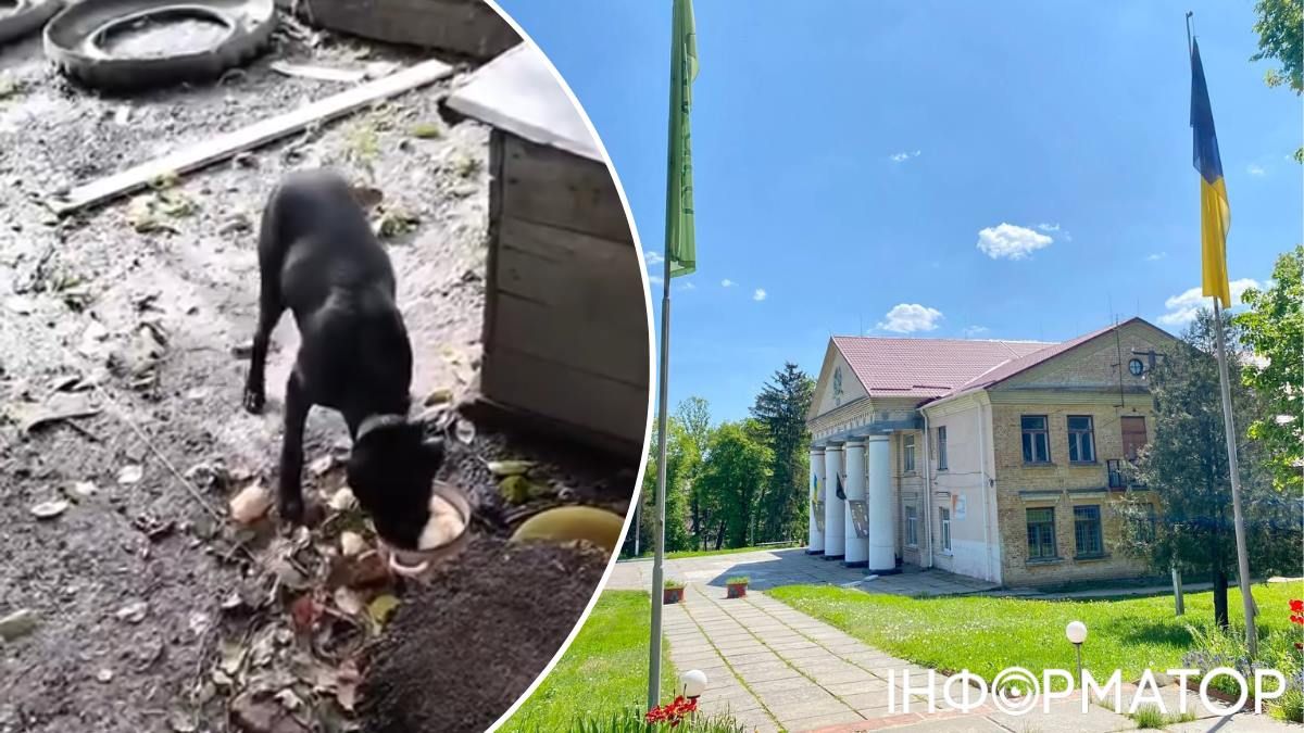 собаки