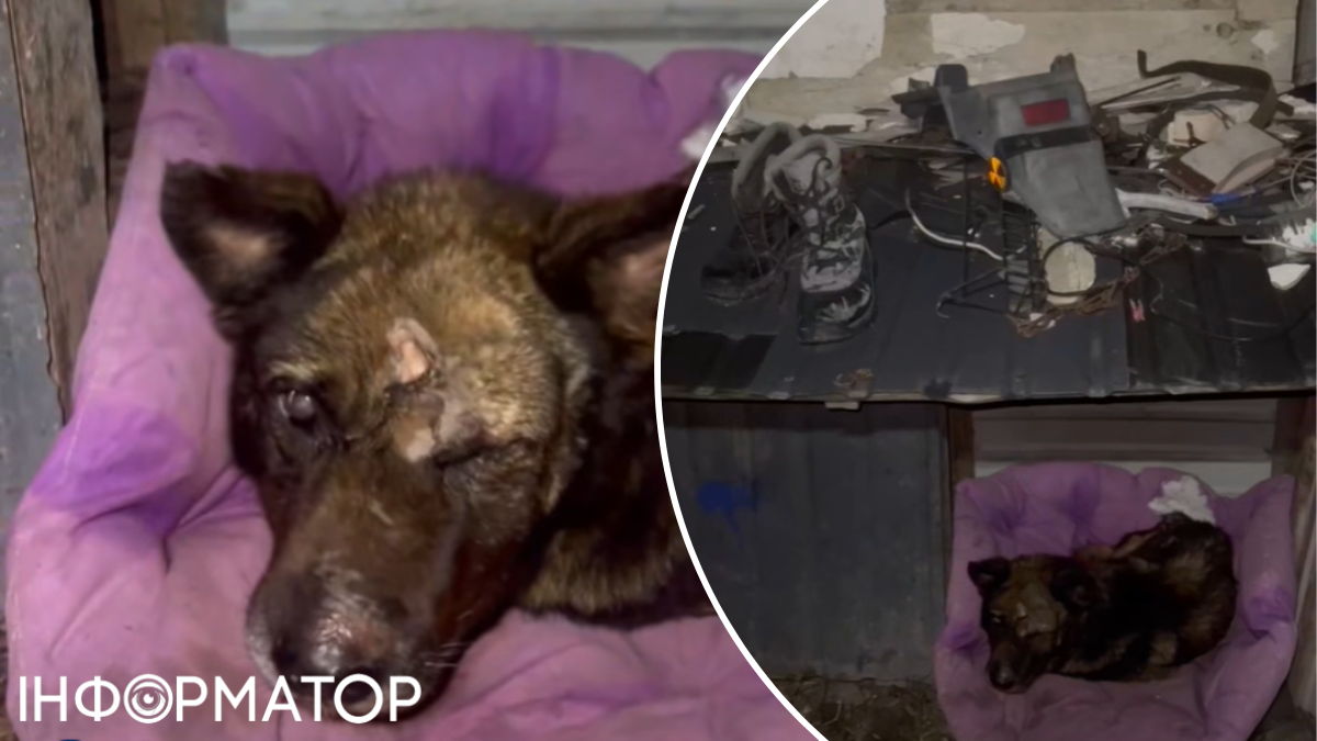 Побили й покинули помирати: під Києвом у господарів-нелюдів вилучили песика з проламаним черепом
