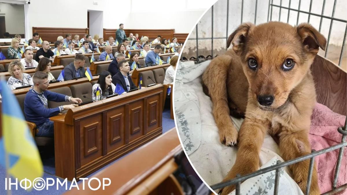 Центру захисту тварин поки не буде: Київрада змінила пріоритети щодо песиків та кицьок