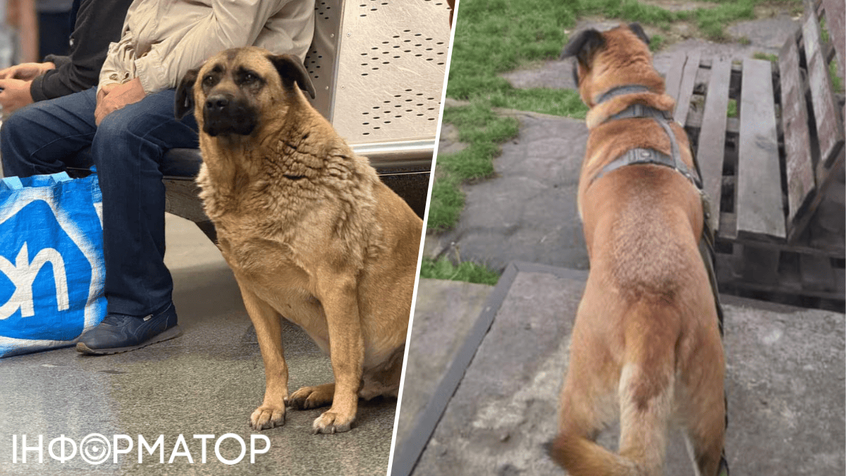 Тепер домашній: знаменитий пес Міша з Теремків знайшов родину - у соцмережах нова істерика