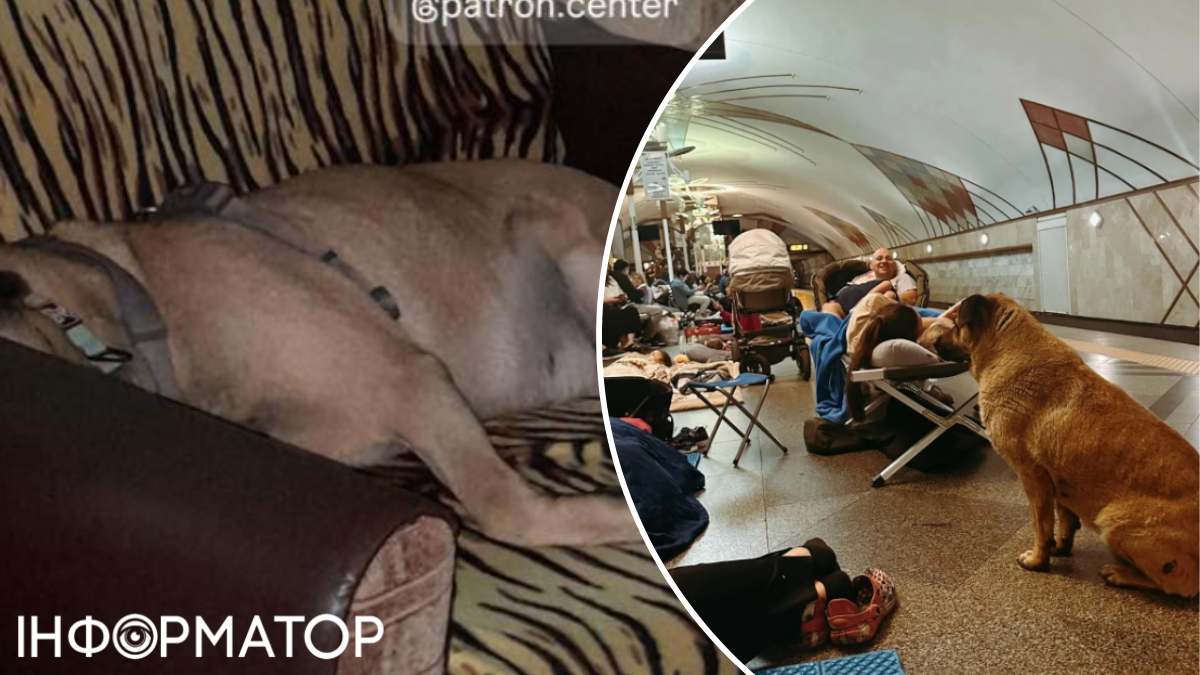 Божевілля зростає: волонтерам, які врятували пса Мішу з Теремків, надходять погрози та залякування