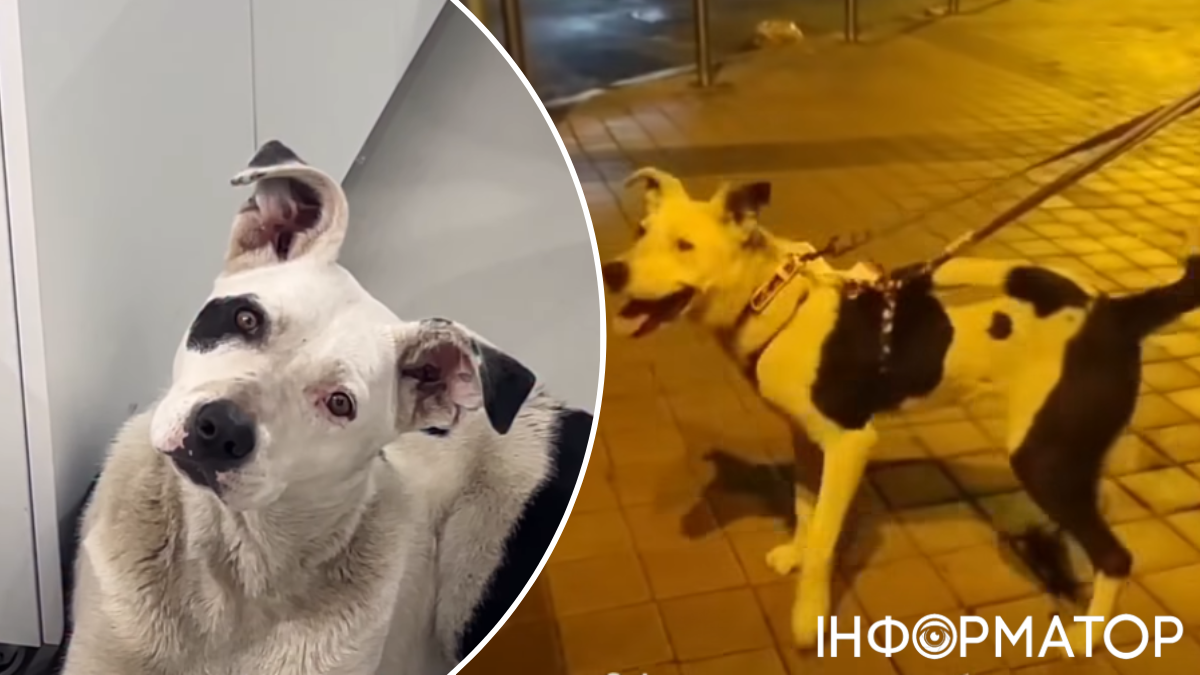 Шість разів втекла від поліції та каталася ескалатором: у Києві собака Мілка розшукує господарів