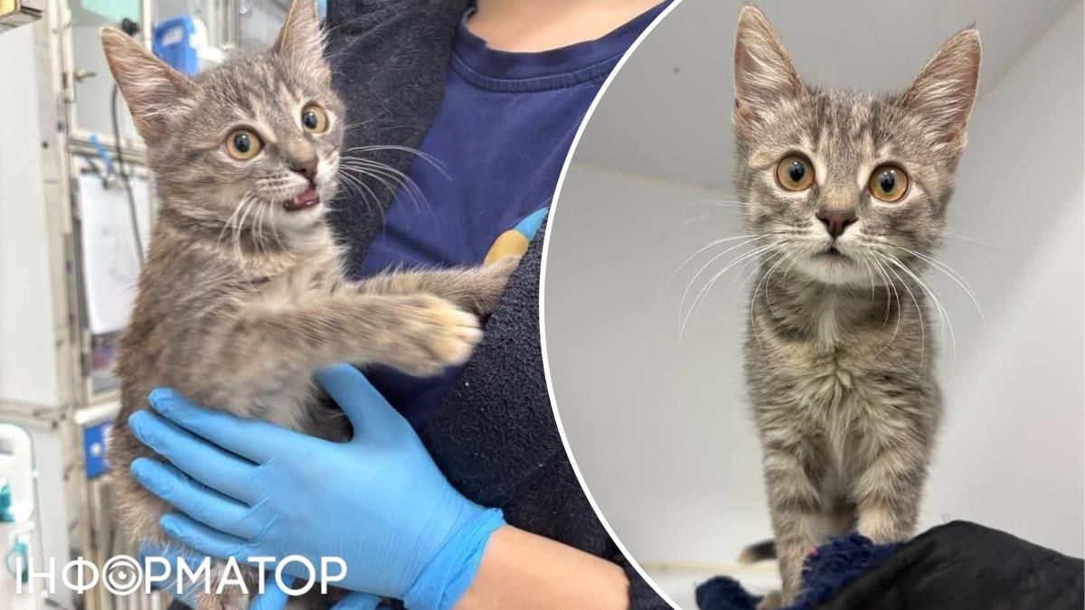 Марішка підкорила соцмережі: у Києві шукають дім для кошеняти з гіркою долею