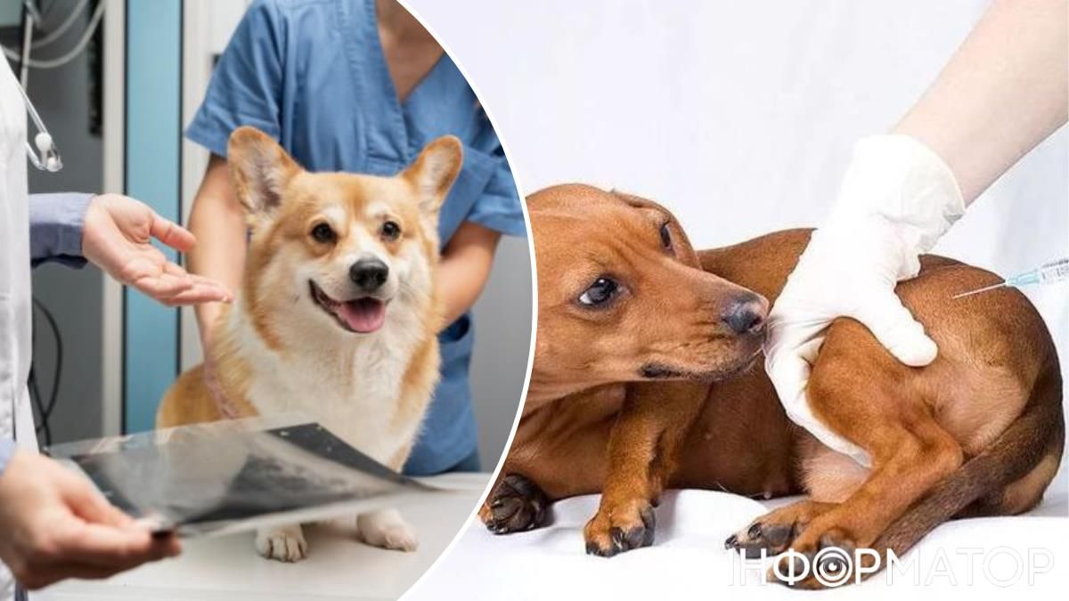 Зупинити кров та накласти джгут: киян кличуть на тренінг із доветеринарної допомоги тваринам