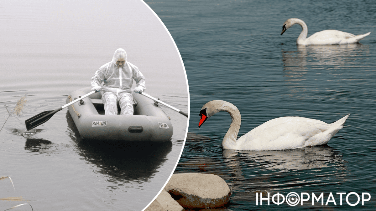 В Киевской области обнаружили птичий грипп: в Борисполе объявлен карантин