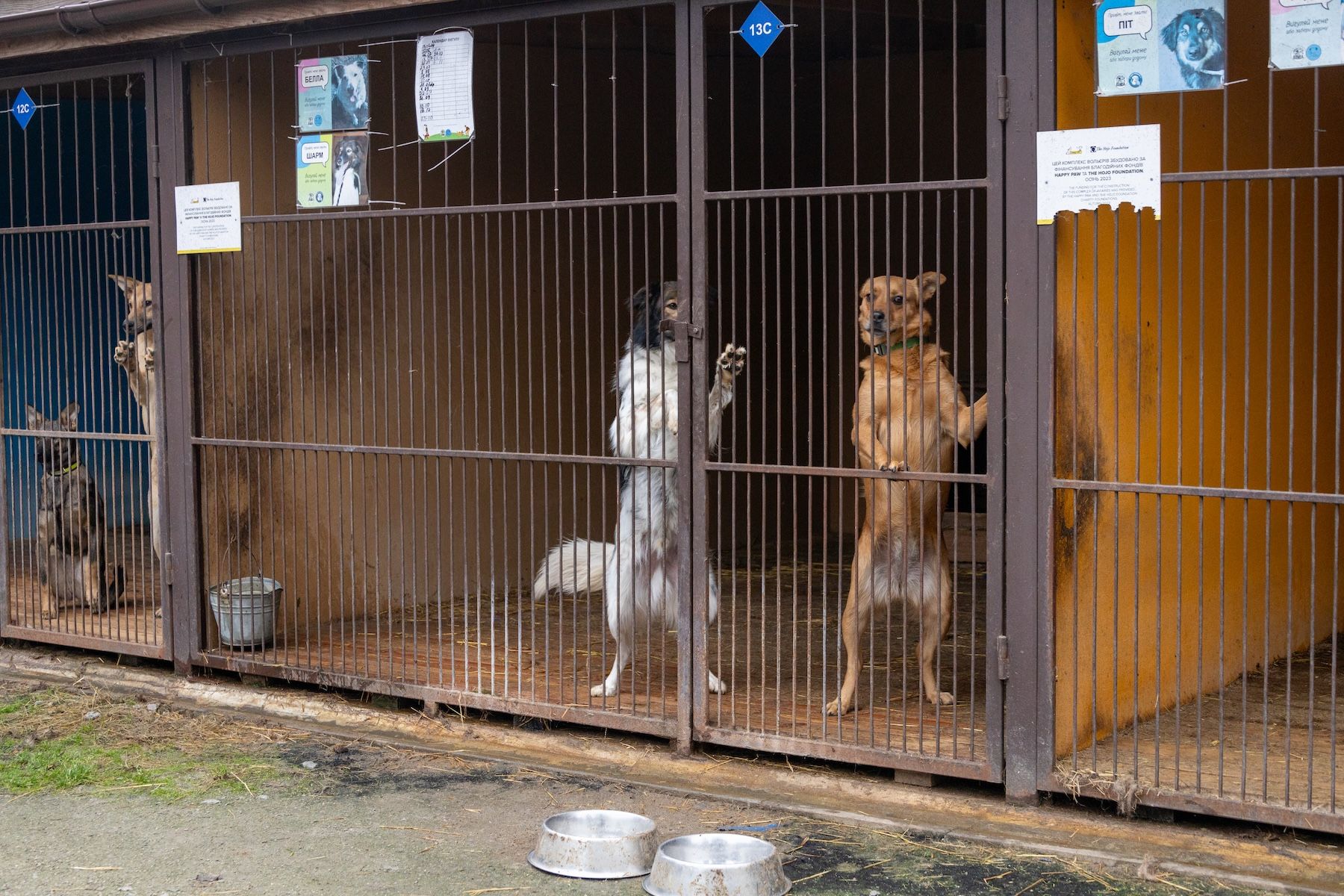 Запали зірку тепла: як допомогти перезимувати тваринам у притулках України 8
