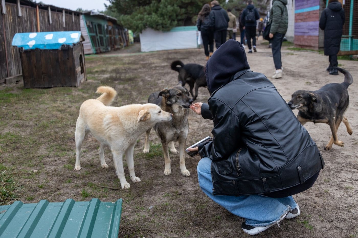 Запали зірку тепла: як допомогти перезимувати тваринам у притулках України 4