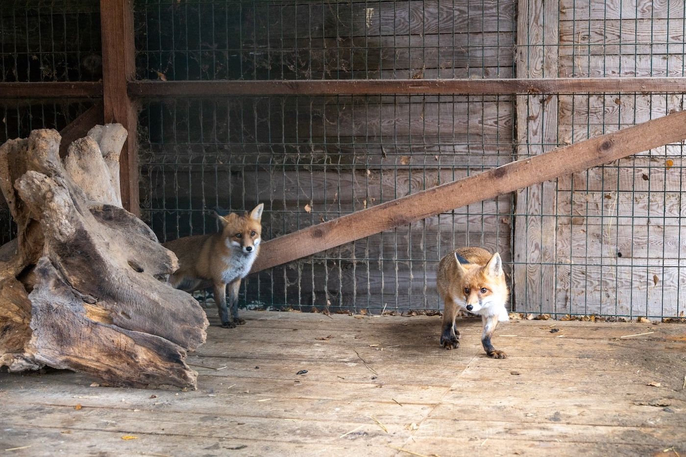 Запали зірку тепла: як допомогти перезимувати тваринам у притулках України 9