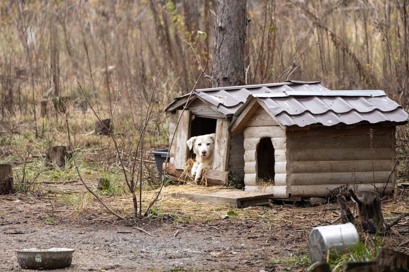 Запали зірку тепла: як допомогти перезимувати тваринам у притулках України 14