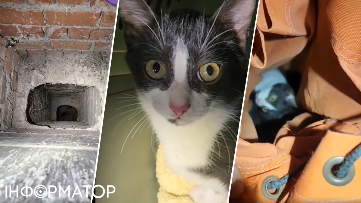 У Києві кіт-камікадзе стрибнув із даху дев'ятиповерхівки у вентиляційну шахту й вижив