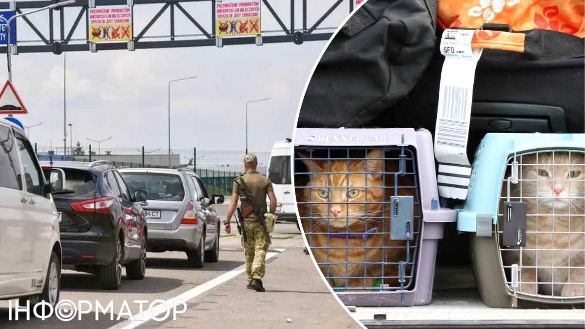 Это издевательство: кошка две недели просидела в переноске, ожидая рейс перевозчика из Киева в ЕС