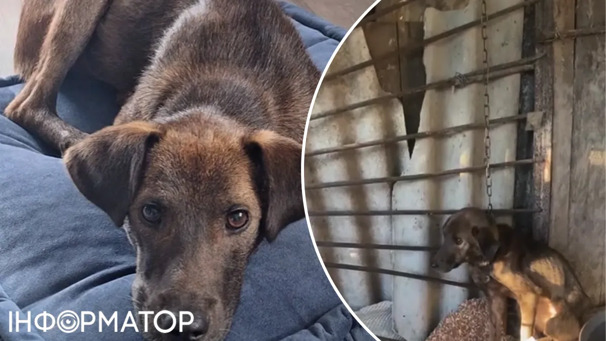 Щенок, которого истязали, привязывая к потолку, нашел новую семью в Киеве