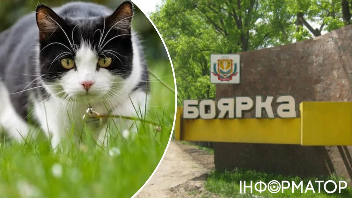 На Київщині шукають місцевих, хто контактував з чорним котом - мова про смертельну небезпеку