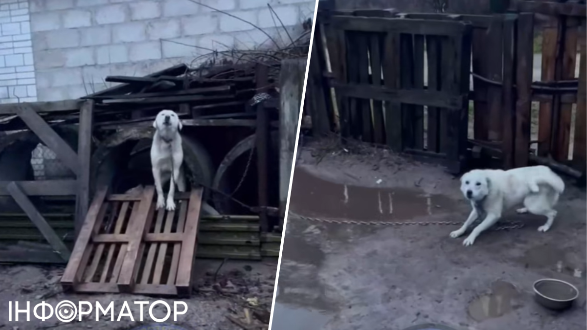 Порятунок з болота: під Києвом чотирьох великих собак вилучили у заможного господаря