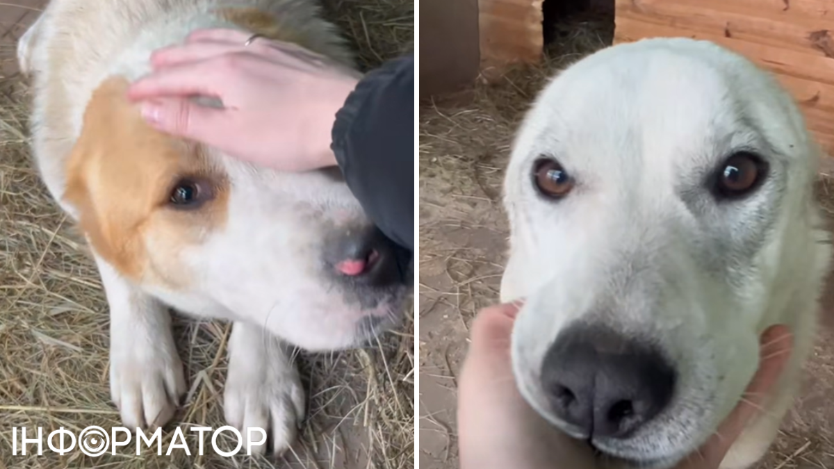 Алабаи пока переубывают в стрессе, но прижимаются к людям и в то же время не хотят покидать телти и сухие будки. собаки 1